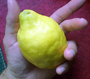 limon08.jpg